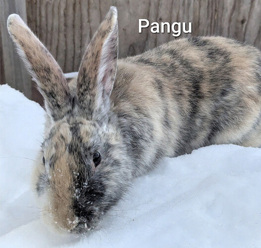 Pangu